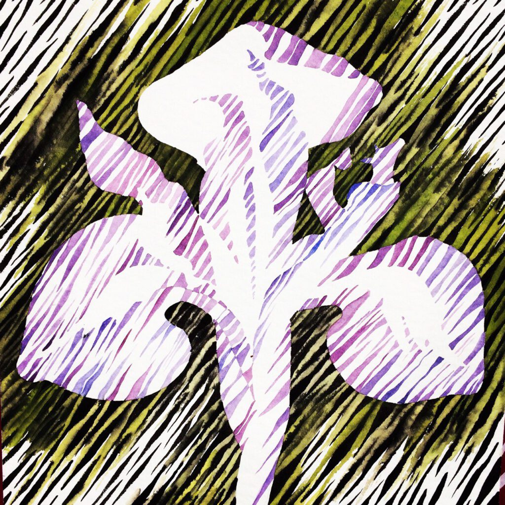 Tiger Iris
